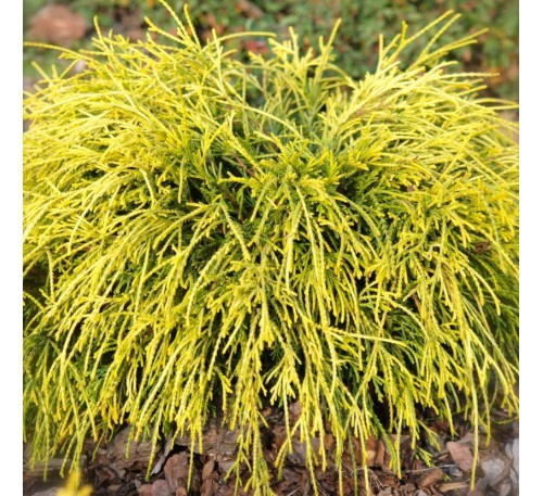 Кипарисовик горохоплодный  Голден Моп (Golden Mop)С2.
